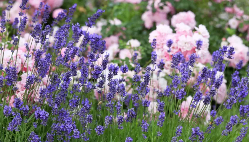 Blommande lavendel med rosa rosor i bakgrunden. Bin surrar bland lavendelblommorna, som växer i den rika lavendel jorden.