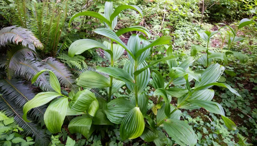 Fogli verdi lucidi di una pianta che sembra una genziana velenosa, circondata da felci e altra vegetazione nel sottobosco.