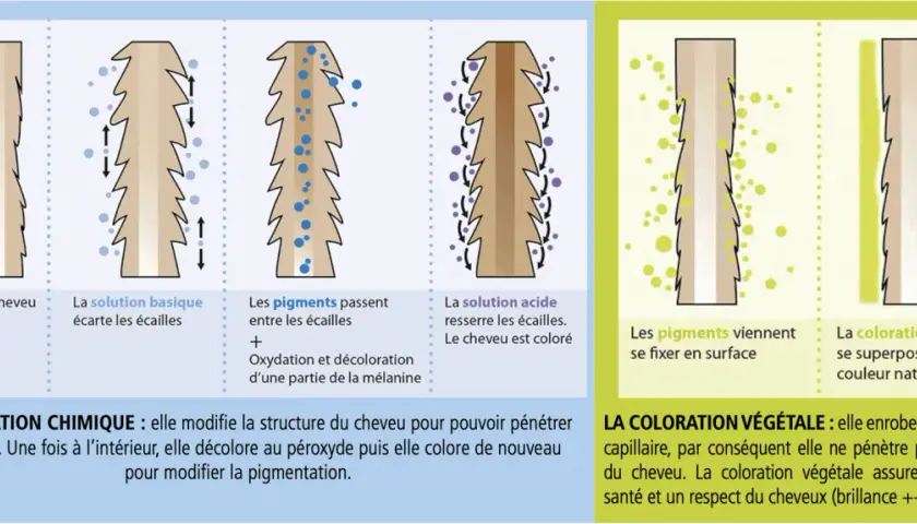 Illustration comparant la coloration chimique et les teintures végétales. Les teintures végétales enrobent la fibre capillaire sans pénétrer, respectant ainsi le cheveu.