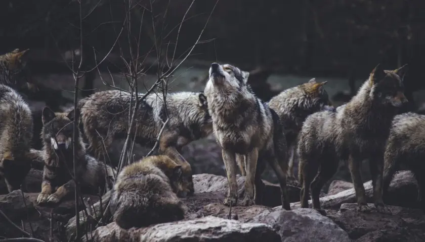 Un branco di lupi, un esempio di collettivi, si riunisce su rocce scure. Uno alza la testa in un ululato.