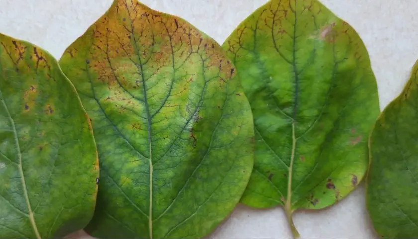 Foglie di cachi con macchie marroni e ingiallimento, sintomi di malattie del frutto.