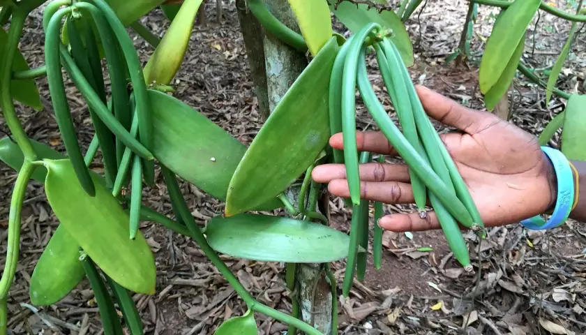 Grüne Vanilleschoten hängen an einer Pflanze. Eine Hand erntet die Schoten, ein wichtiger Schritt in der Vanille Herstellung.