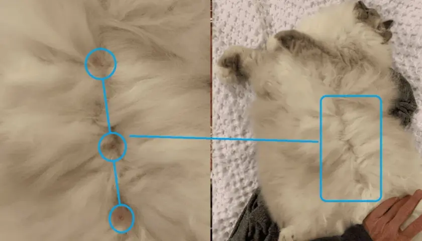 Close-up of a fluffy cat's belly, showing three small pink spots circled in blue, answering the question: do boy cats have nipples?