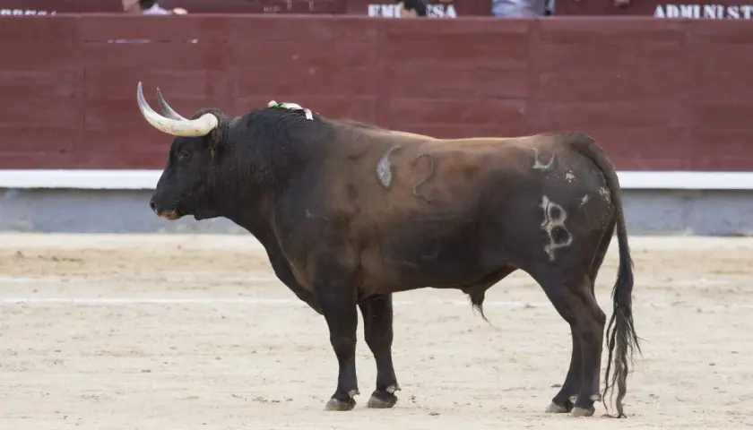 Un toro bravo, con el hierro de Baltasar Ibán, espera en la arena.