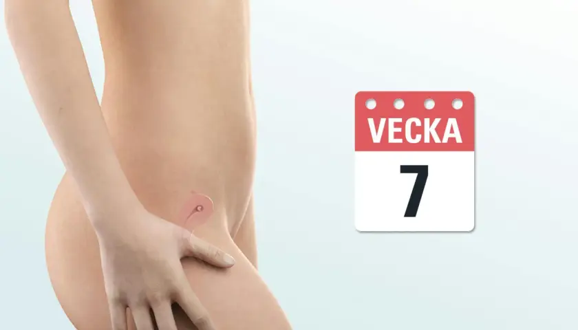 En illustration visar en gravid mage med en liten bebis i livmodern. En kalender visar "Vecka 7".