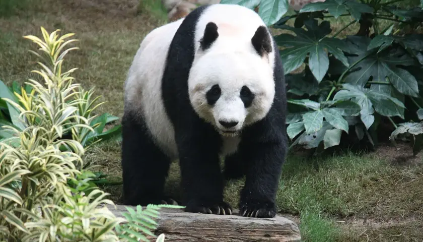 Panda wielka na pniu, otoczona bujną zielenią. Takie miejsca, pełne bambusa, to naturalne środowisko, gdzie żyją pandy.