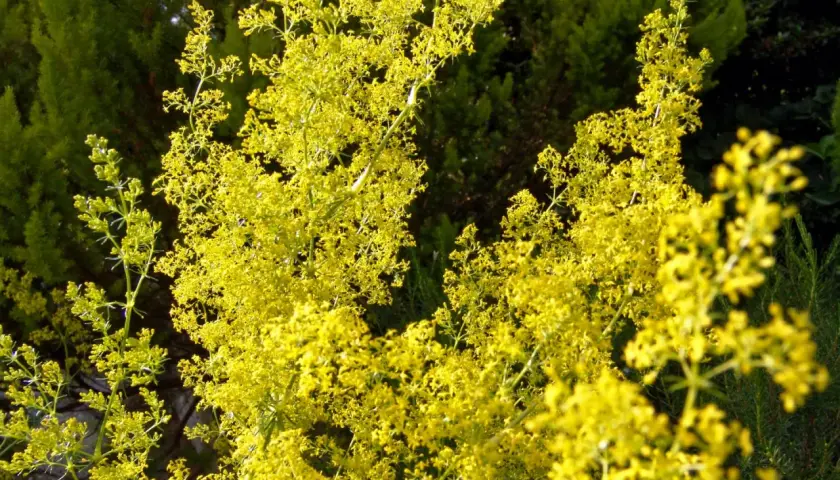 Ein Meer aus winzigen gelben Blüten, das gelbes Labkraut, wie ein leuchtender Teppich im grünen Garten.