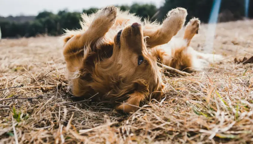 Golden retriever sdraiato sull'erba secca, zampe all'aria, forse perché il cane si gratta sempre.