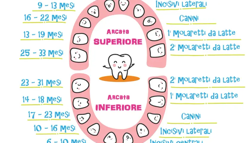 I denti da latte hanno la radice, come mostra questo schema con tempi di eruzione e nomi dei denti, dalla mascella superiore a quella inferiore.