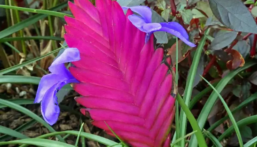 Une plante aérienne aux bractées rose vif et aux fleurs bleues éclatantes, se détachant sur un fond de feuillage vert et pourpre.