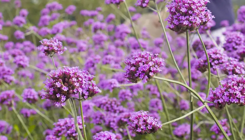 Ein Feld voller lila Eisenkraut-Blüten. Vorsicht: Eisenkraut ist giftig für Haustiere.