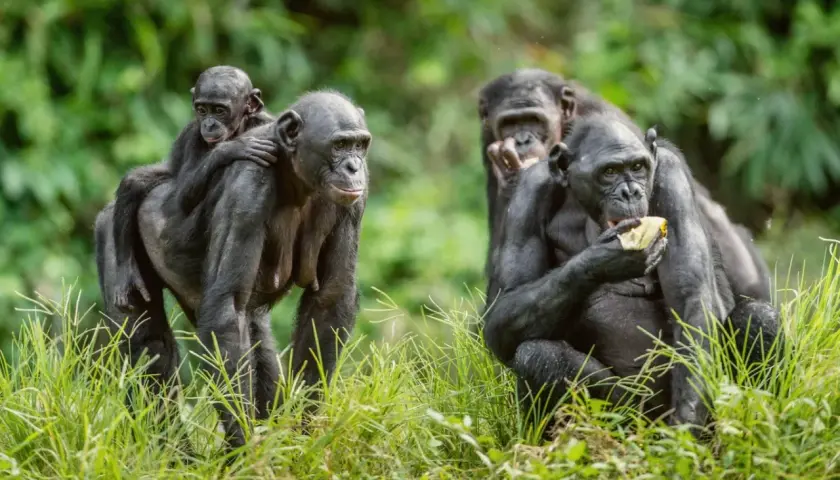 Bonobo z dzieckiem na plecach, obok inne jedzą. Czy to samiec alfa co to znaczy?