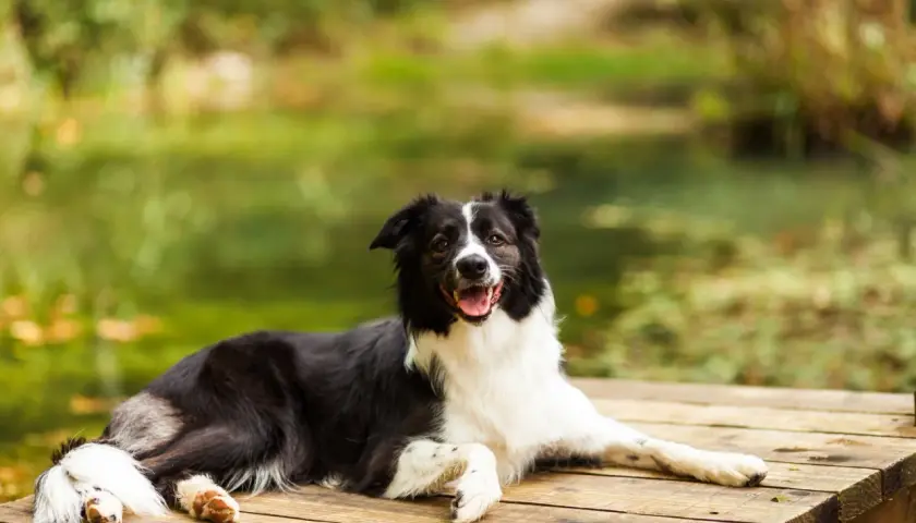 Szczęśliwy pies rasy border collie odpoczywa na drewnianym pomoście. Mazury z psem to idealny pomysł na wakacje.