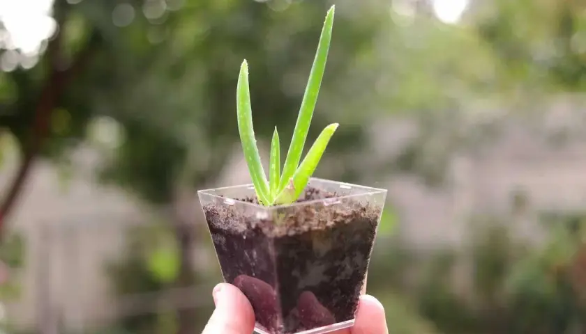 Une petite bouture d'aloe vera, avec ses feuilles vertes pointant vers le ciel, est tenue dans une main.