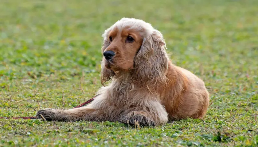 Uroczy cocker spaniel leży na trawie, z długimi, falującymi uszami i łagodnym spojrzeniem.
