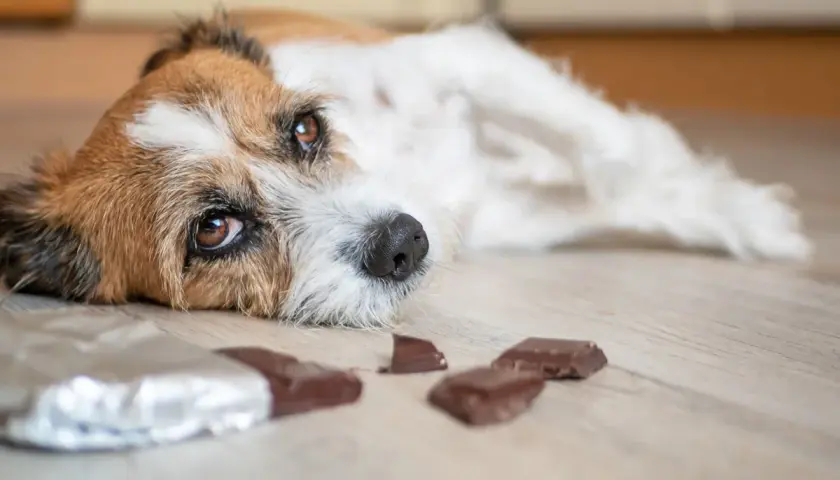 Ein Hund liegt traurig auf dem Boden, neben ihm liegen zerbrochene Schokoladenstücke. Er hat wohl Schokolade gefressen.