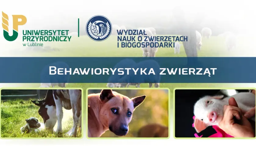 Uniwersytet Przyrodniczy w Lublinie zaprasza na studia z behawiorystyki zwierząt. Zobacz urocze cielątko, psa i prosiaczka.