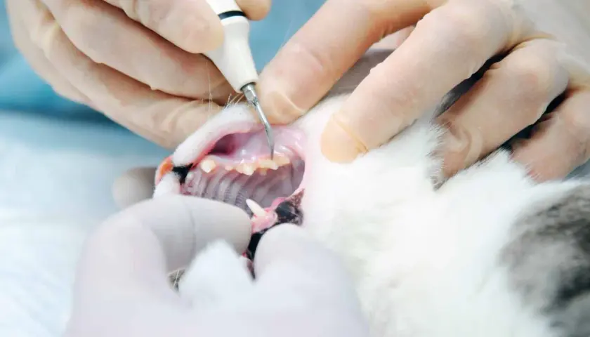Veterinarian performing a cat dental cleaning with an ultrasonic scaler.