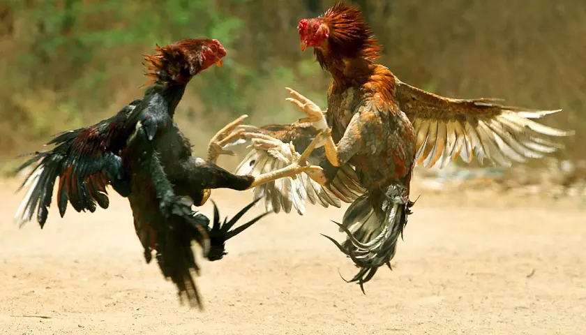Deux coqs se battent violemment. Pour savoir comment calmer une poule agressive, il faut observer leur comportement.