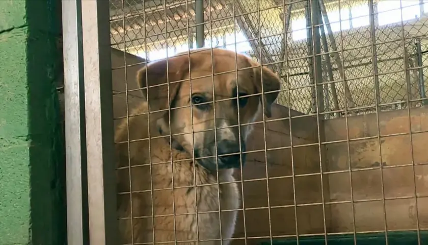 Un perro de pelaje claro mira con tristeza tras los barrotes de una jaula, un triste reflejo de los perros abandonados en España.