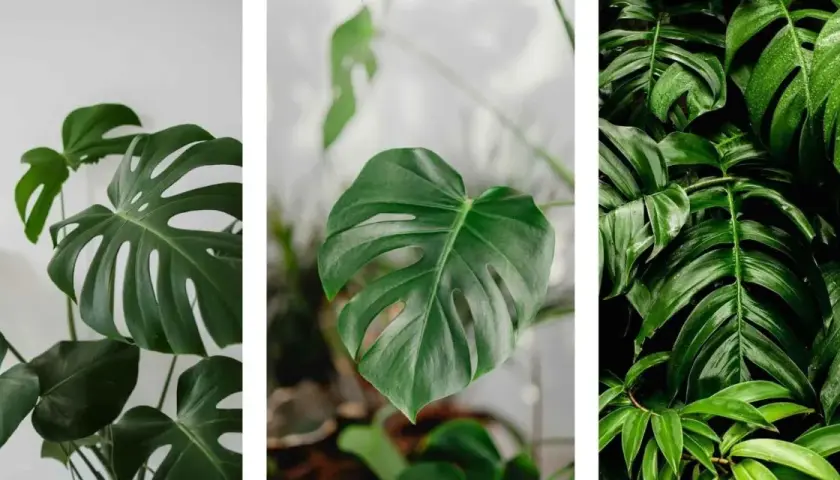 Monstera deliciosa, una de las plantas toxicas para gatos, con sus hojas verdes y fenestradas.