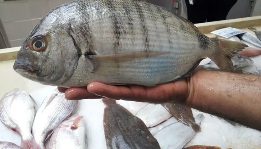 Un sargo, un pescado azul o blanco, es sostenido sobre una cama de hielo junto a otros pescados.