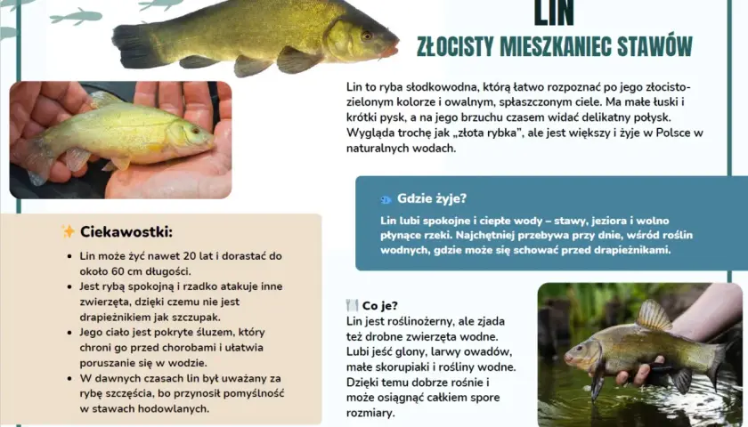 Lin, złocisty mieszkaniec stawów, to ryba o ciekawych cechach. Dowiedz się więcej o tym gatunku i jego zwyczajach.