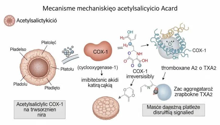 Kwas acetylosalicylowy blokuje COX-1, hamując produkcję tromboksanu A2 i agregację płytek krwi.