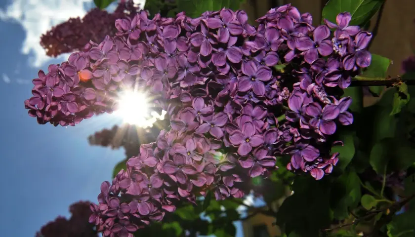 Sonnenschein durchflutet einen Fliederstrauch. Die violetten Blüten sind üppig und duften herrlich. Ein idealer Flieder Standort für sonnige Tage.