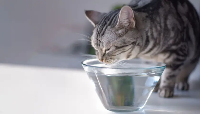 Graue Katze trinkt aus einer Glasschale. Sie hat Durst und trinkt viel Wasser.