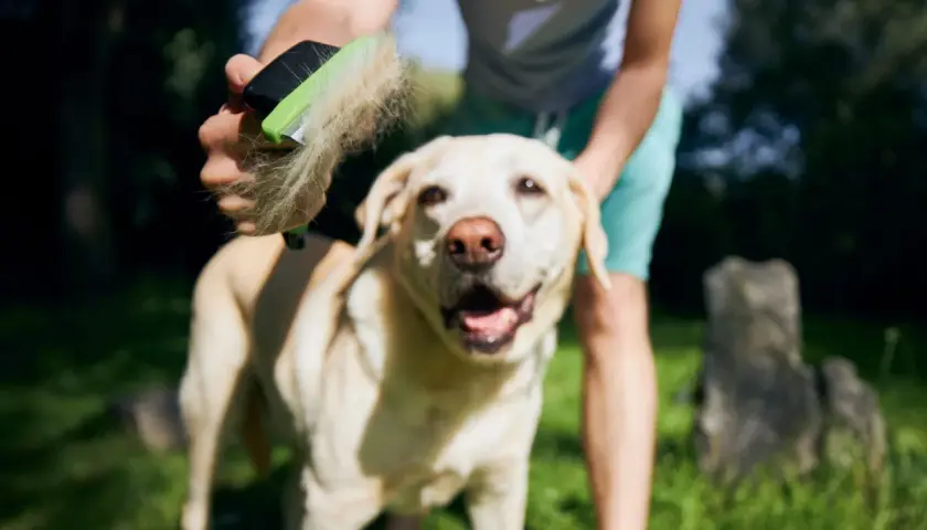 Un cane felice viene spazzolato, liberandosi dalla muta cane eccessiva.