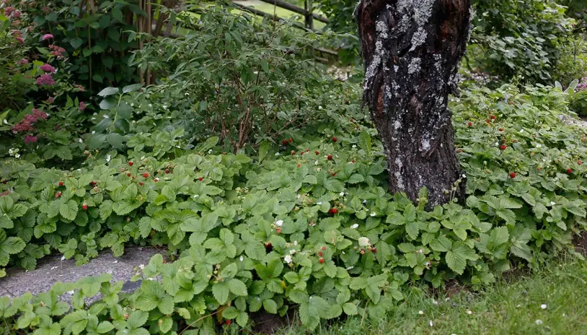 En frodig rabatt med smultron som växer vilt runt ett träd. Små röda bär och vita blommor syns bland de gröna bladen.