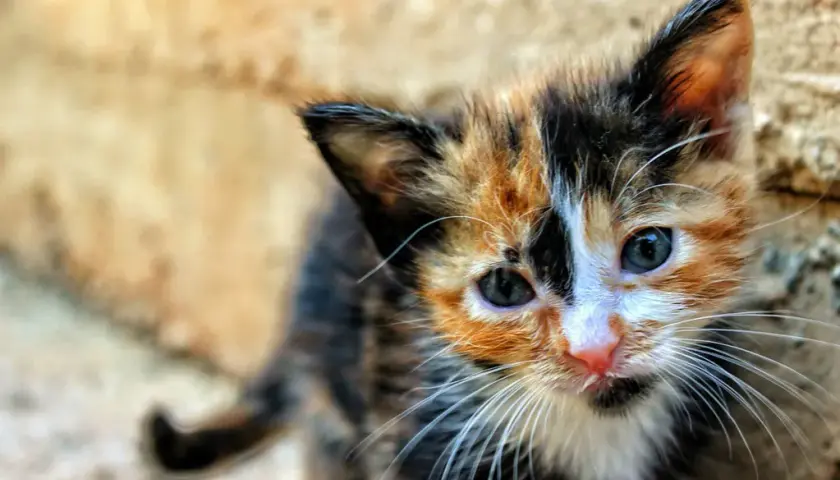 Kiedy kocięta do adopcji? 12 tygodni to klucz do ich zdrowia!