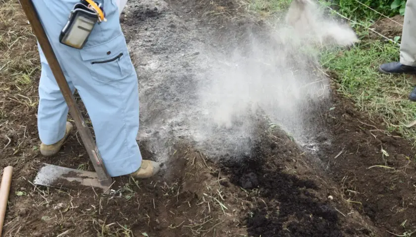 Osoba w jasnych spodniach i rękawicach rozsypuje biały proszek na ziemię, wykonując odkwaszanie gleby.