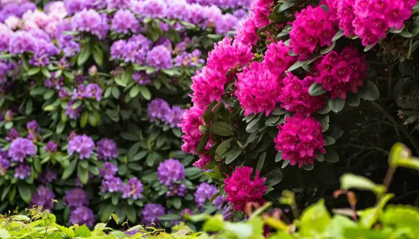 Kwitnące krzewy rododendronów w odcieniach różu i fioletu tworzą malownicze stanowisko.
