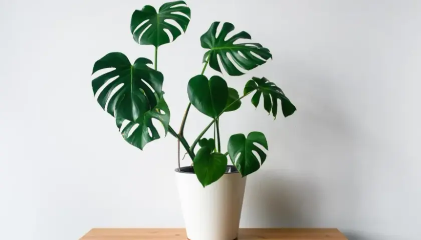 Monstera dla psa: toksyczność, objawy zatrucia i pierwsza pomoc