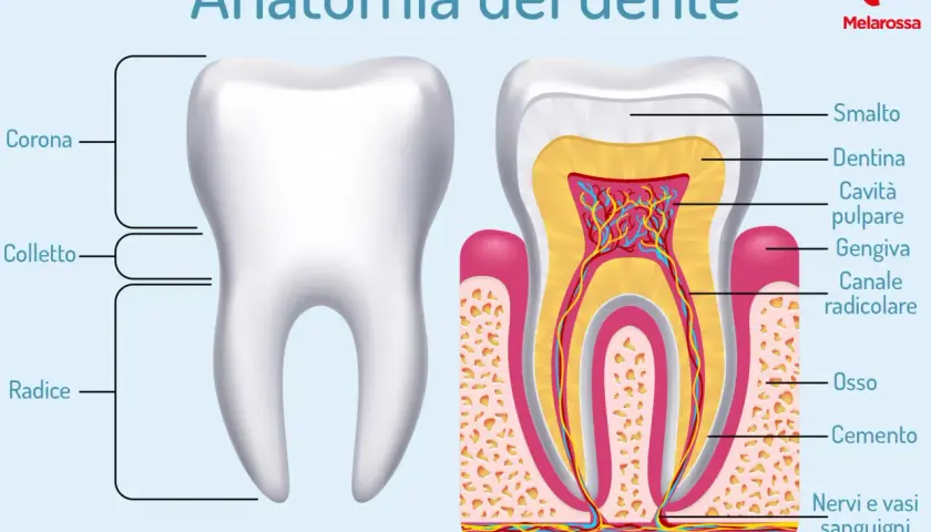 Anatomia del dente: corona, colletto, radice, smalto, dentina, cavità pulpare, gengiva, canale radicolare, osso, cemento, nervi e vasi sanguigni. Illustrazione dei tipi di denti.