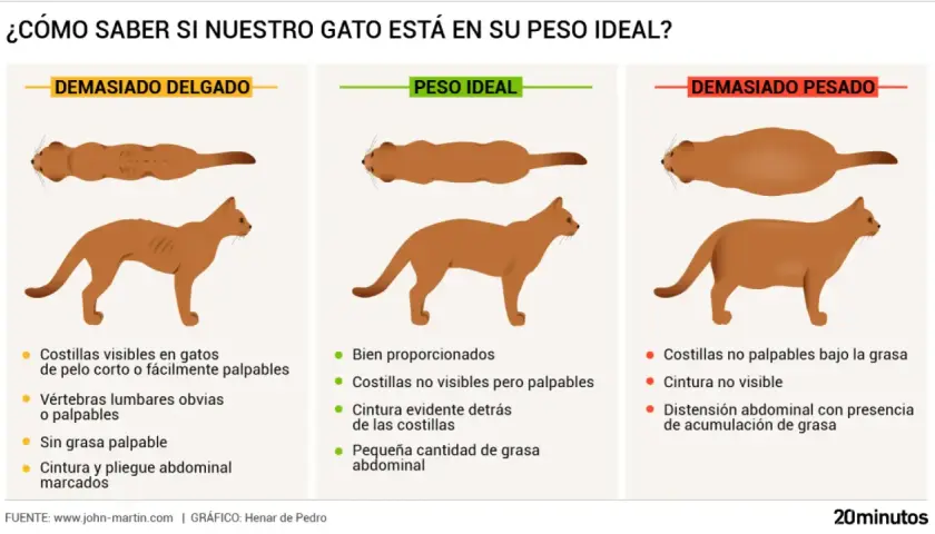 Ilustración compara gatos: delgado, peso ideal y gordo. Aprende cómo saber si mi gato está gordo observando su cuerpo y palpando sus costillas.