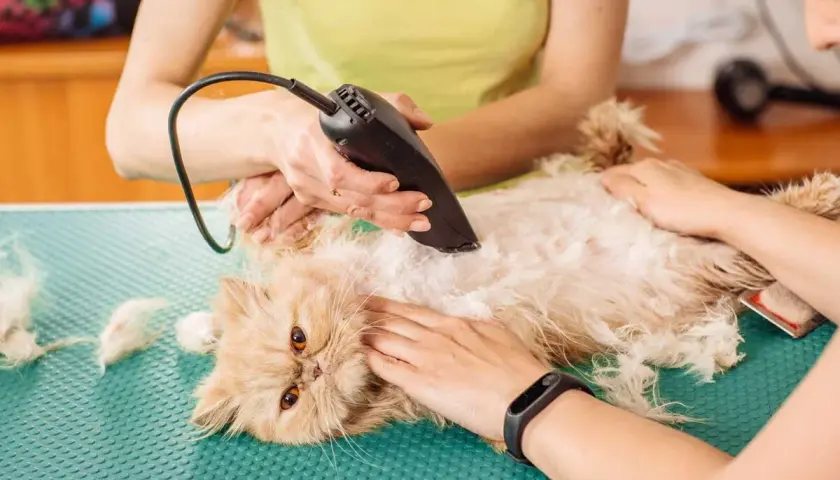 Groomer uses clippers to remove matted cat hair without cutting. A gentle approach to a common problem.