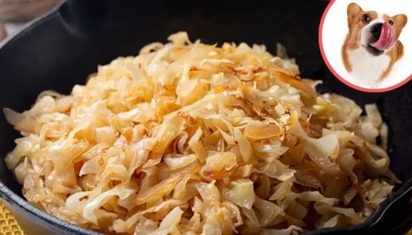 Czy pies może jeść kapustę kiszoną? Na zdjęciu widzimy porcję kapusty kiszonej w patelni i ciekawskiego Corgi.