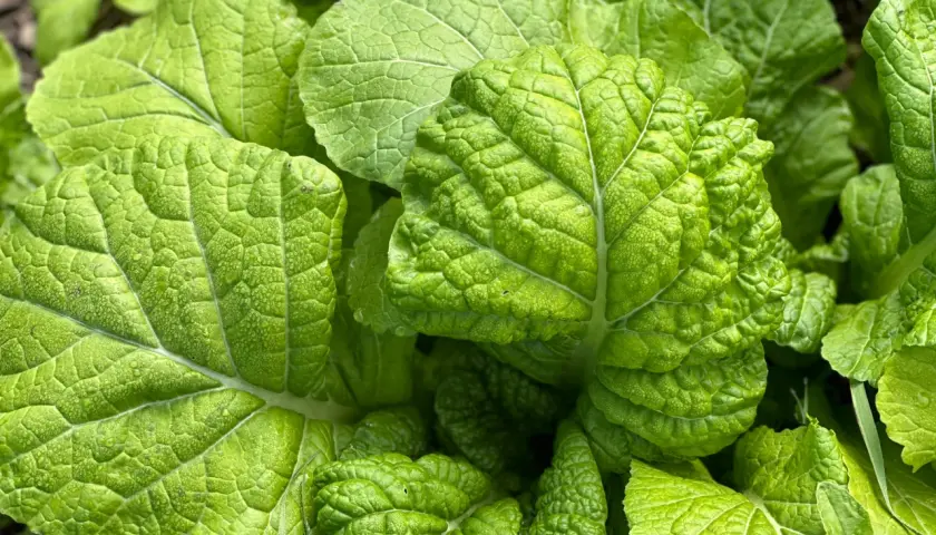 Close-up of vibrant green, textured leaves of Japanese mustard greens, glistening with dew.