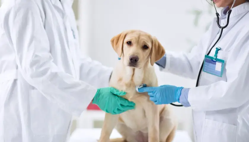 Weterynarze badają labradora. Jeden z nich osłuchuje psa, sprawdzając, czy nie ma objawów poliurii, czyli nadmiernego oddawania moczu.