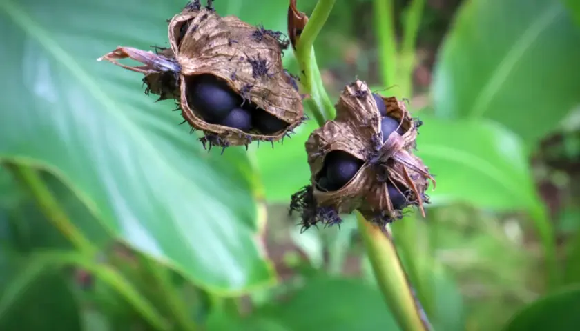 Gousses de canna ouvertes révélant des graines noires, prêtes pour le printemps. Quand semer les graines de canna ?