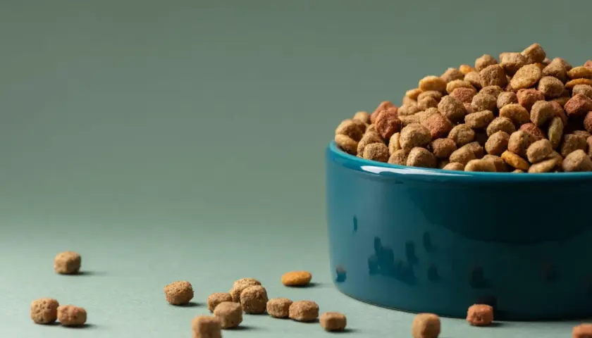 Un cuenco azul lleno de pienso para perros, ideal para criadores de perros que buscan la mejor nutrición.