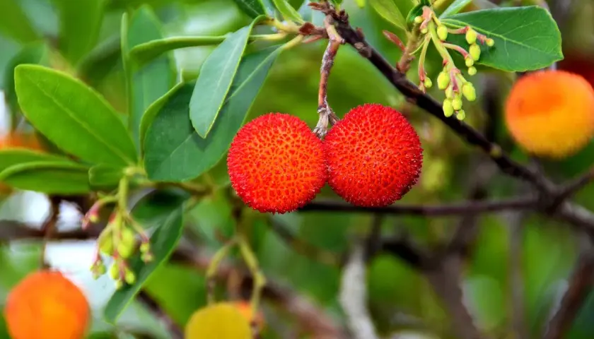 Deux fruits rouges texturés pendent d'une branche d'arbousier, prêts à être cueillis.
