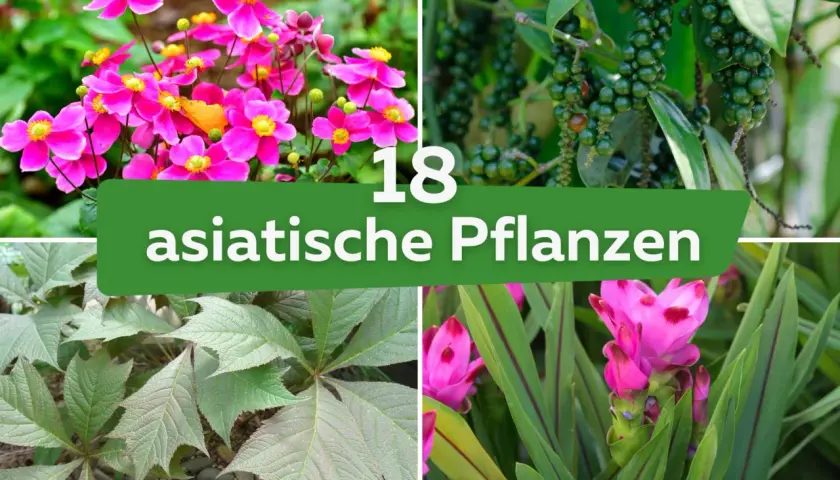 Vier Bilder von asiatischen Pflanzen: rosa Blüten, grüne Pfefferkörner, Blätter und eine pinke Blüte.