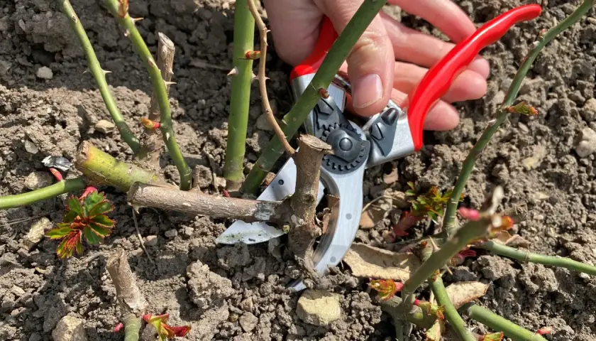 Gartenarbeit im Frühling: Strauchrosen schneiden mit einer Gartenschere. Neue Triebe und Knospen sind bereits sichtbar.
