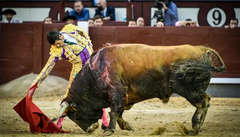 Emilio de Justo, torero, se enfrenta a un toro en Las Ventas. El público observa atento.