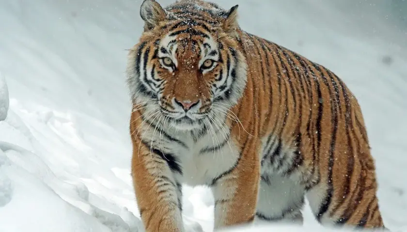 Un imponente tigre siberiano, el felino más grande del mundo, camina con determinación a través de la nieve, sus rayas contrastando con el blanco paisaje invernal.