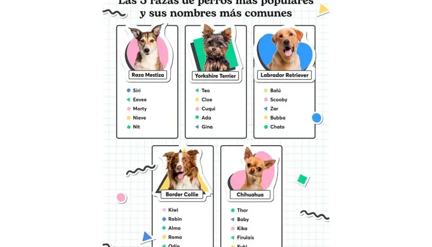 Las 5 razas de perros más populares y sus nombres más comunes, incluyendo nombres de perros graciosos como "Firulais" y "Cuqui".